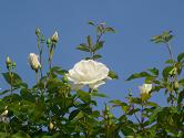 White Rose.JPG